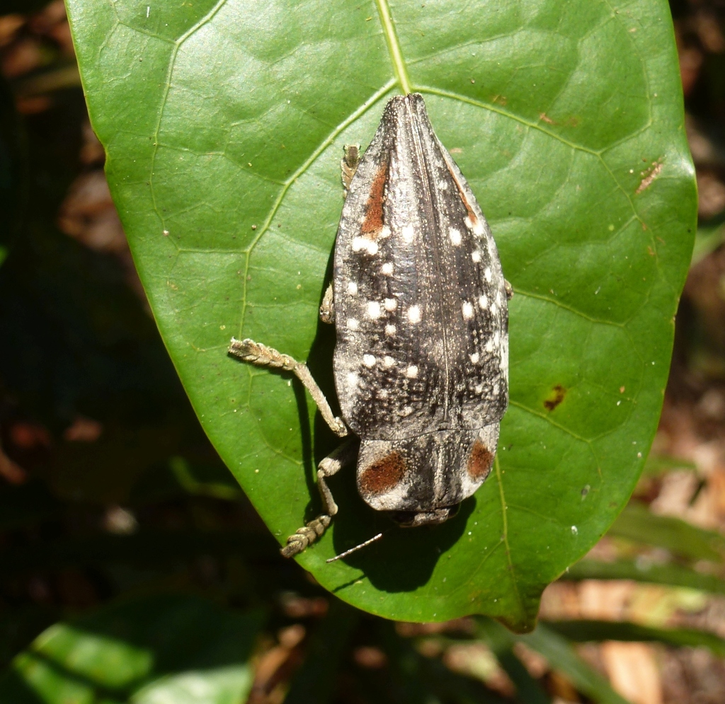 Polybothris ochreata