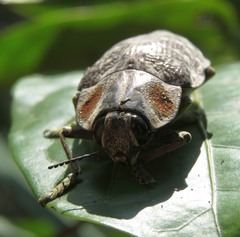 Polybothris ochreata