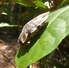 Polybothris ochreata