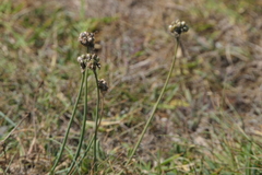 Allium ericetorum