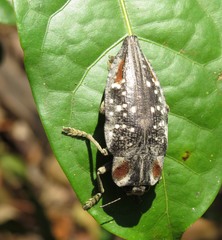Polybothris ochreata