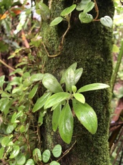 Columnea scandens