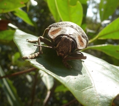 Polybothris ochreata