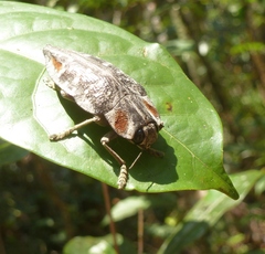 Polybothris ochreata