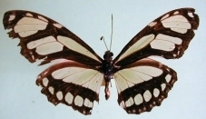 Philaethria diatonica