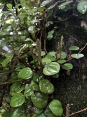 Peperomia serpens