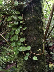 Peperomia serpens