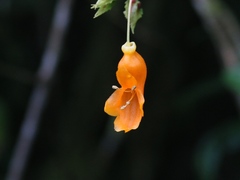Columnea strigosa