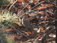 Zonotrichia leucophrys