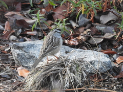 Zonotrichia leucophrys