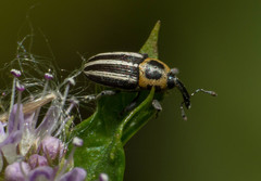 Nicentrus circumcinctus