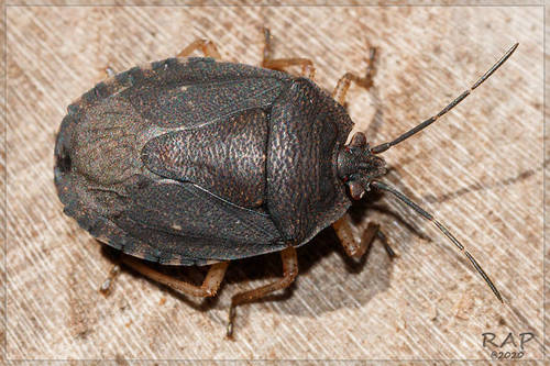 Macropygium graziae