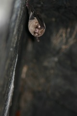 Mormoops megalophylla