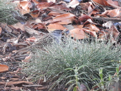 Zonotrichia leucophrys