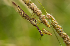 Paramantispa prolixa