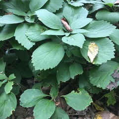 Pachysandra procumbens