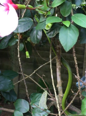 Philothamnus natalensis