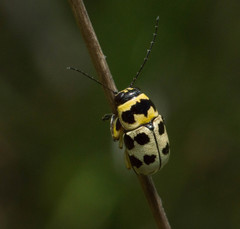 Metallactus pollens