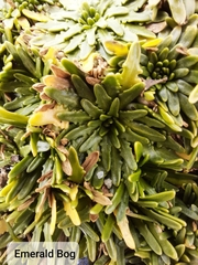 Plantago monanthos monanthos