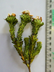 Adenandra gummifera