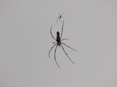 Nephila pilipes