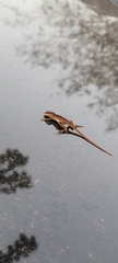 Anolis sagrei