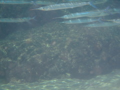 Hyporhamphus
