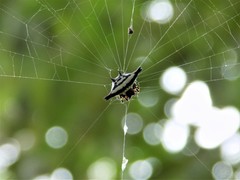 Gasteracantha geminata
