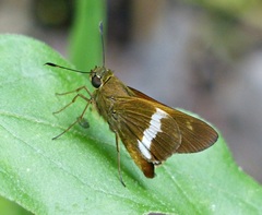 Tirynthia conflua