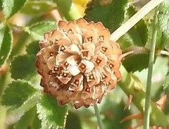 Cephalaria leucantha