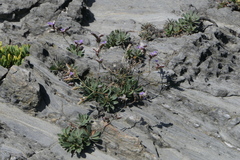 Limonium binervosum