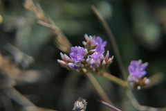 Limonium binervosum