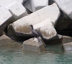 Nannopterum brasilianum