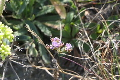 Limonium binervosum