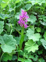 Dactylorhiza euxina