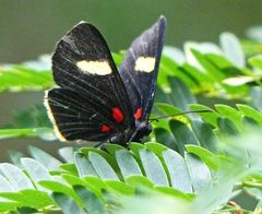 Melanis aegates limbata