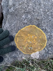Variospora aurantia