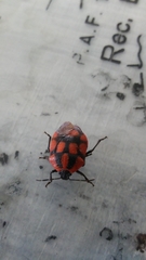 Stiretrus decastigmus