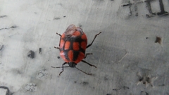 Stiretrus decastigmus