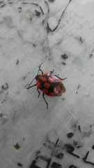 Stiretrus decastigmus