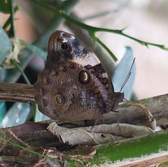 Opsiphanes quiteria meridionalis