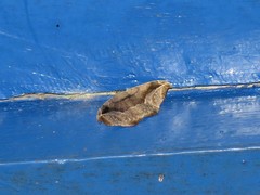 Oxydia scriptipennaria