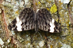 Ectima thecla thecla