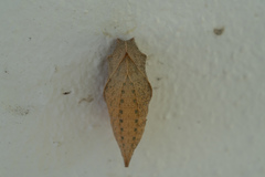 Iphiclides podalirius