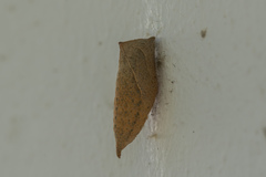 Iphiclides podalirius