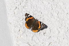 Vanessa atalanta