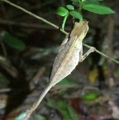 Brookesia superciliaris
