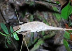 Brookesia superciliaris