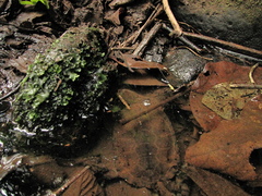 Hydromedusa maximiliani