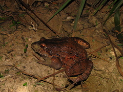 Leptodactylus labyrinthicus